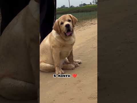 one month Vs 1 year transformation Labrador  #feed #dog #labradoor #shots #puppy #trasformation