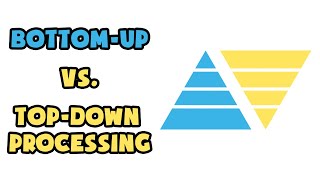 Bottom-up vs. Top-down processing | Explained in 2 min