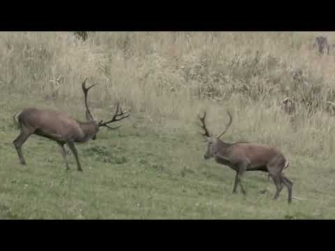 Hirschbrunft 2022 Zwischen Hochschwab und Ötscher