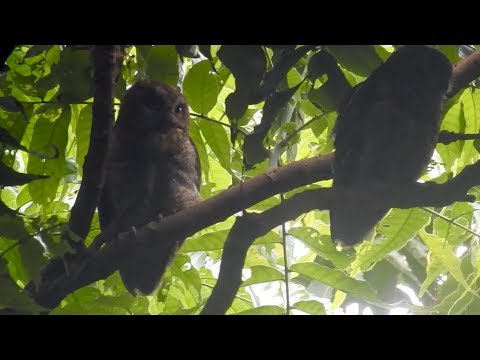 Ryukyu Scops Owl Otus elegans botelensis — Lanyu
