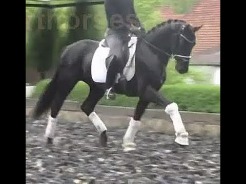 2016 black Hanoverian gelding / Hannoveraner Wallach von LIVALDON www.sporthorses-online.com