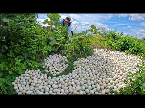 Massive Duck Egg Harvest: Hundreds of Eggs in the Wild!