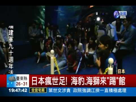 日本瘋世足! 海豹.海獅來"踢"館