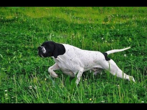 bıldırcın avı 2015 King pointer melo by Emre