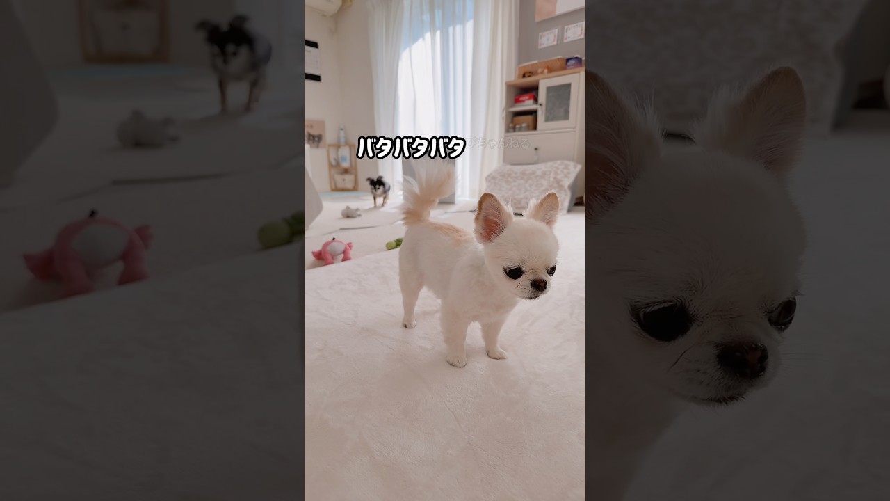 慌ててやって来た😂 #shorts #チワワ #癒し #日常
