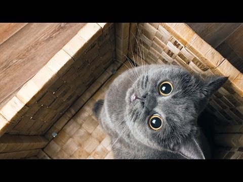 How to Deal w/ Cat That's Always Hiding | Cat Care