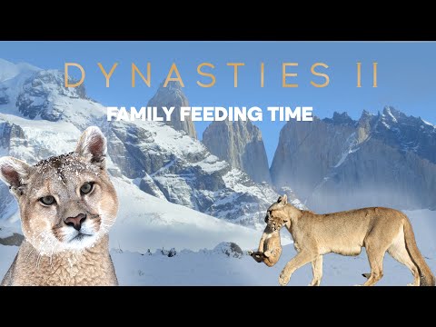 Pumas learn to share | Dynasties ﻿II | BBC Earth