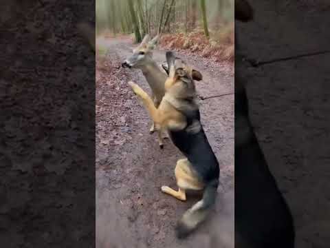 Dog Meets His Deer Friend Again 💖