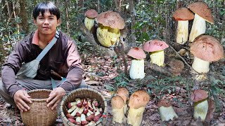 เก็บเห็ดผึ้งข้าวใหญ่ออกใหม่ดอกอวบๆอ้วนๆ เห็ดผึ้งแดงชี #เห็ดป่าบุณฑริก 20/4/68