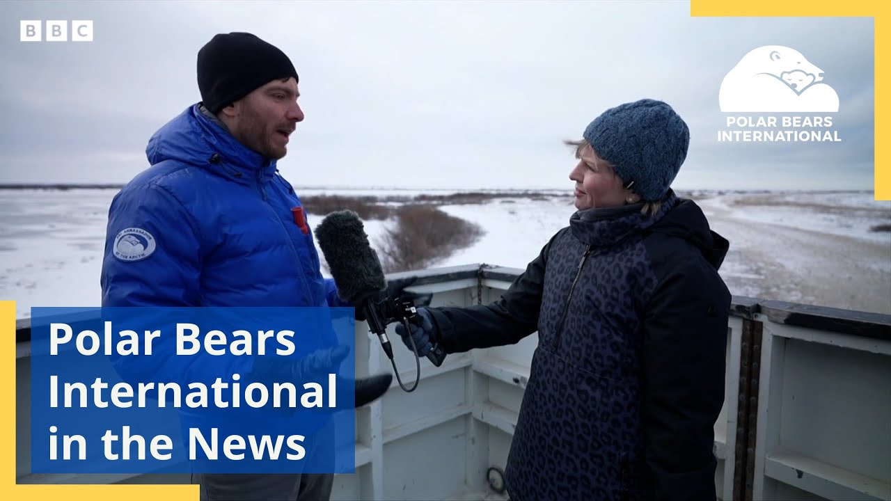 Polar Bears International in the News