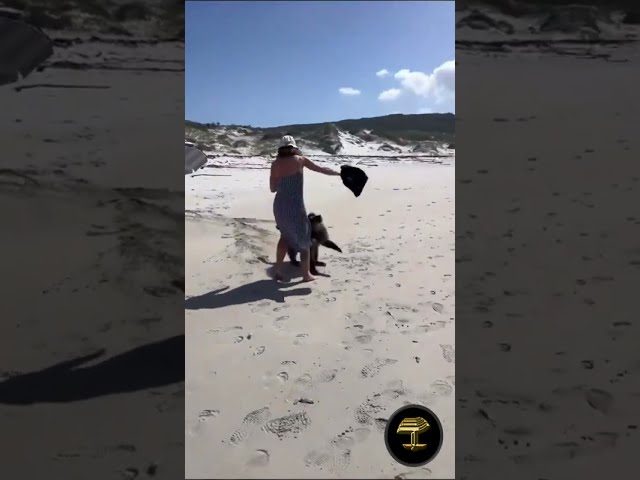 Un babuino irrumpe en una playa turística y roba comida