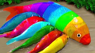 Funny Stop Motion Rainbow Catfish, Cute Turtle - Animation Colorful Koi Pond, Pink Eel