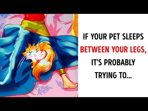 YouTube video about: Why does my cat like to sleep between my legs?