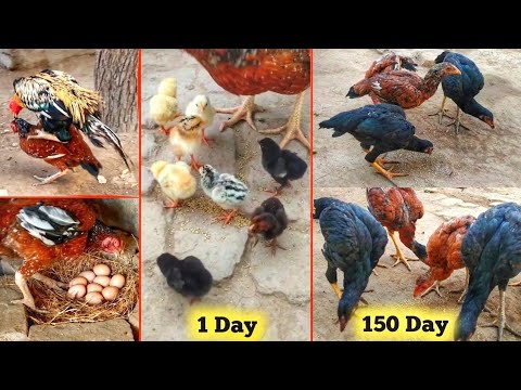 Growth of 6 Aseel chicks from 1 day to 5 months - part II