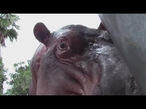How a long-distance love affair between two hippos is bringing awareness to conservation
