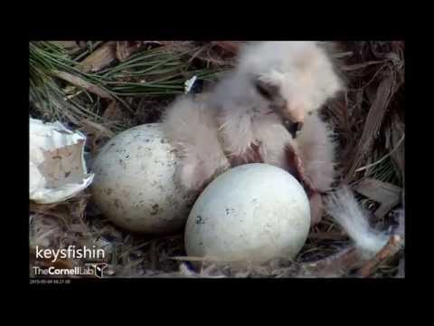 The Fs Are All Here! 2015 Cornell Hawks