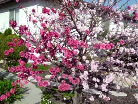 download lagu mp3 mp4 Flowering Peach Tree, download lagu Flowering Peach Tree gratis, unduh video klip Flowering Peach Tree