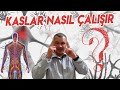 Kaslar Nasıl Harekete Geçiyor