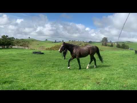 Molly 19 09 05 Lunging FET KNUCKLE