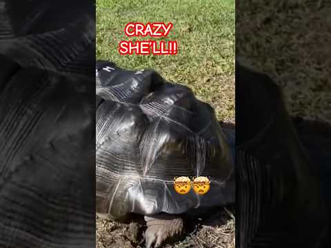 Why Does The Tortoise Have A Pointed Shell?!?!  #tortoises #tortoiseslife #tortoiselove