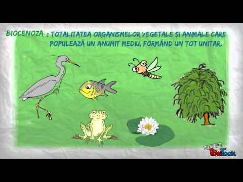 nemathelminthes clasice și contohnya