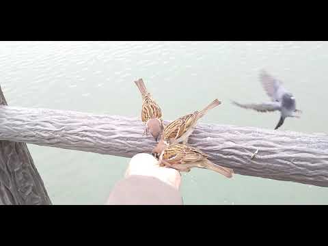 餌を貰いに来るすずめ達 20210413pm 3（天満宮）