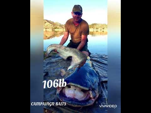 monster catfish .river ebro .ebro escapes.