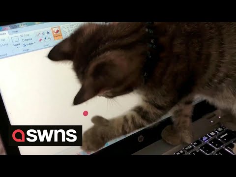 Meet the polydactyl cat who has paws that look like HUMAN HANDS | SWNS