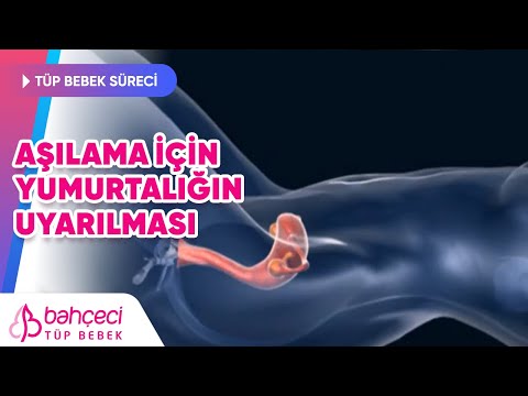Aşılama için yumurtalığın uyarılması 1