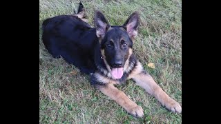 Video preview image #1 German Shepherd Dog Puppy For Sale in BRIDGEWATER, NH, USA