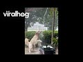 Golden Retriever Plays in the Rain || ViralHog