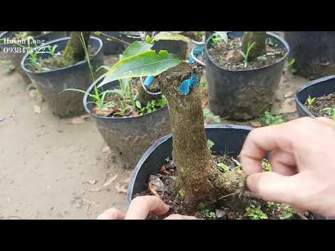 Dưỡng Cây Mai Ghép | Mai Phú Tân Ghép 4 Tháng 😀😀😀