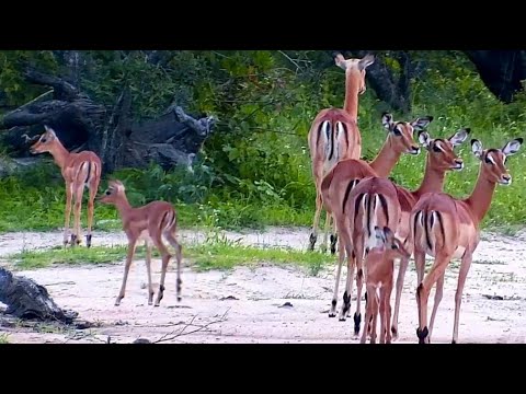 Impala herd with Lambs and Mr  Wildebeest too 12/4/25