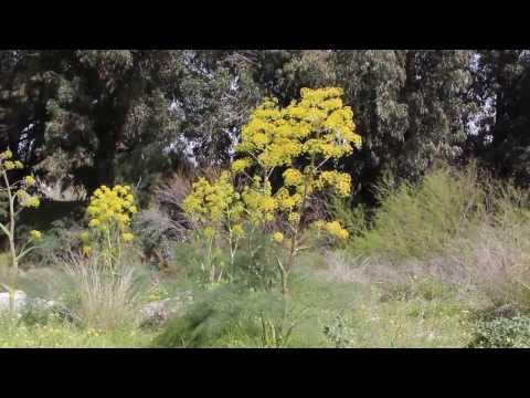 ferula communis - Cyprus