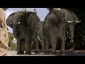 Zoombies 2016 Elephant Screen Time