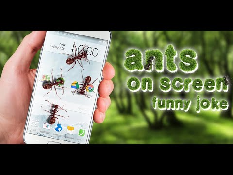 Ants on screen funny joke Video