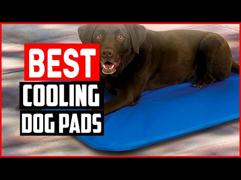 Top 5 Best Dog Cooling Pads in 2022