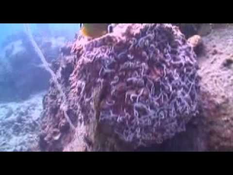 Arabian Sea - Ricky Kej - Album: Fiery Drums (EMI Music India)