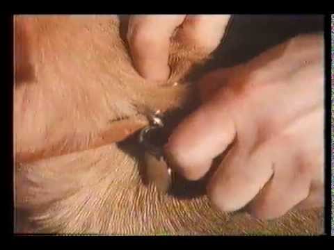 COI Una Stubbs - Keep your dog on a lead 1980s UK Public Information Film