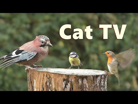 Cat TV for Cats to Enjoy Watching Birds ⭐ 8 HOURS ⭐