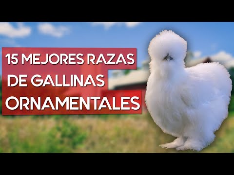 , title : 'Las 15 mejores razas de gallinas ornamentales del mundo 🐔'