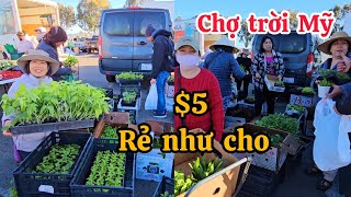 Người Việt tấp nập đi chợ trời mua cây nhiệt đới rẻ như cho ở Mỹ