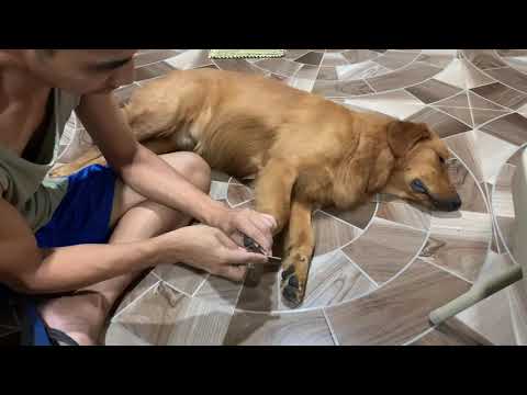 My nightly grooming routine | Azra the Golden Retriever