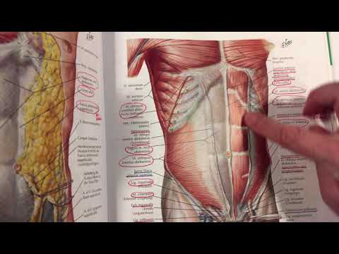 bauchwand_1  Einführung