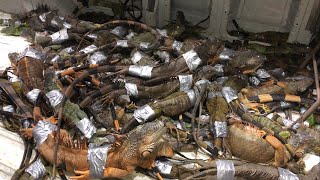 Florida Man Removes Hundreds of iguanas from Florida Ecosystem! 48 hour iguana Hunting Challenge!!