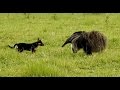 GIANT ANTEATER Attacks Dog MYRMECOPHAGA TRIDACTYLA TAMANDUÁ BANDEIRA None Crosses The Safety Line