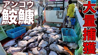 大物連発！肝パンの巨大魚が獲れまくった｜日本海｜増毛｜
