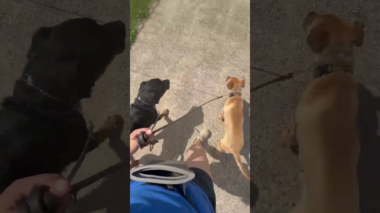 Enlarge Liesel, a ADOPTABLE Rottweiler in Orwigsburg, PA video 4/4