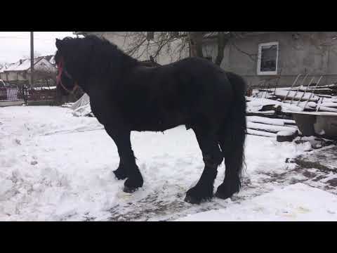 Armăsar de montă Borlești Jud SATU MARE com POMI