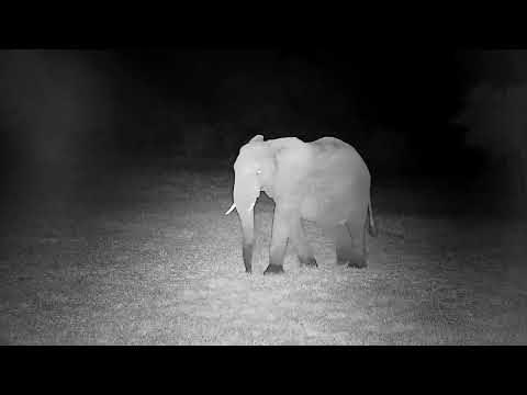 Djuma: Lone Elephant bull - 22:17 - 05/06/2022